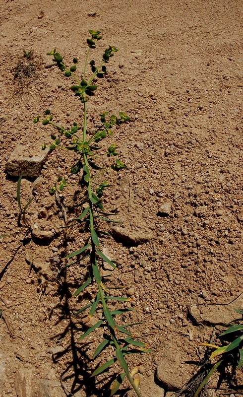 Aiuto per Euphorbia biumbellata